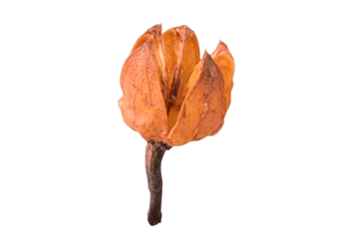 Dried flower is isolated on a transparent background png