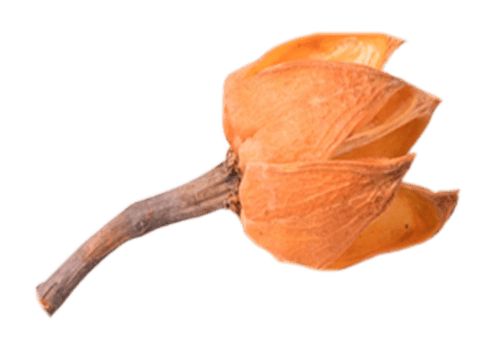 Dried flower is isolated on a transparent background png