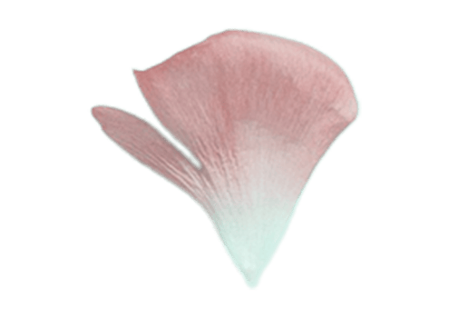 Rose petals isolated on a transparent background png