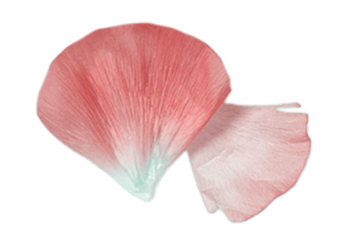 Rose petals isolated on a transparent background png