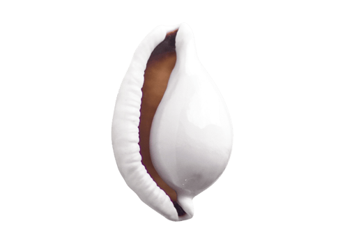 Seashell decoration isolated on a transparent background png