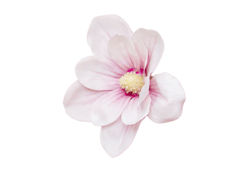 White flower isolated on a transparent background png