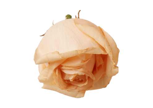Beige rose isolated on a transparent background png