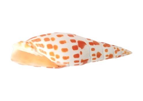 Seashell decoration isolated on a transparent background png