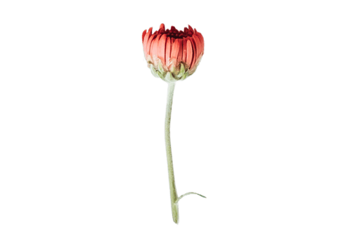 Red flower isolated on a transparent background png