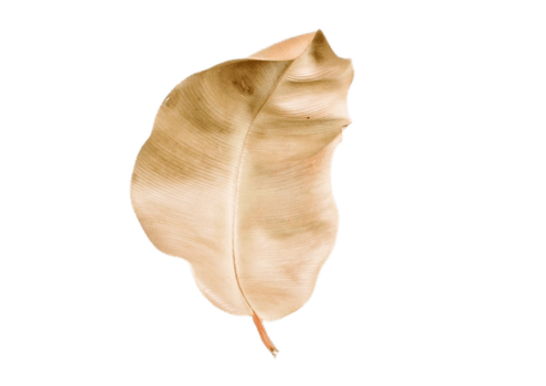 Dried leaf isolated on a transparent background png