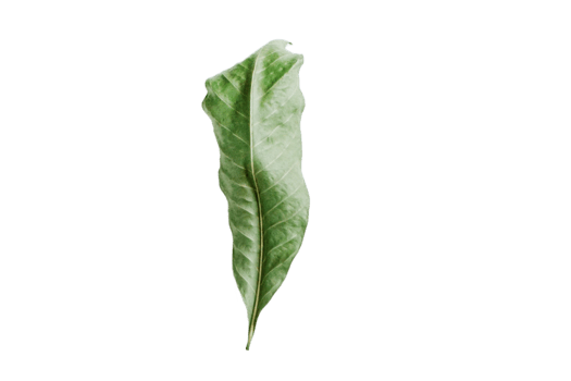 Leaf isolated on a transparent background png
