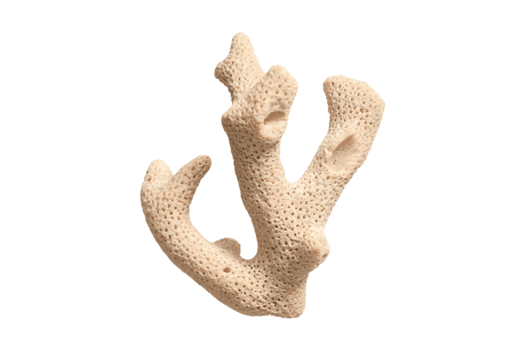 Coral beige sea decoration isolated on a transparent background png