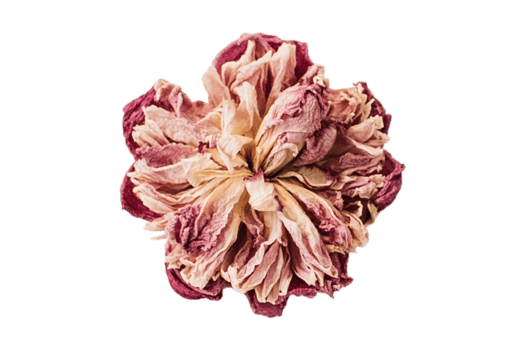 Rose flower isolated on a transparent background png