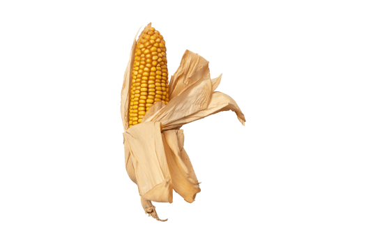 Corn cob isolated on a transparent background png