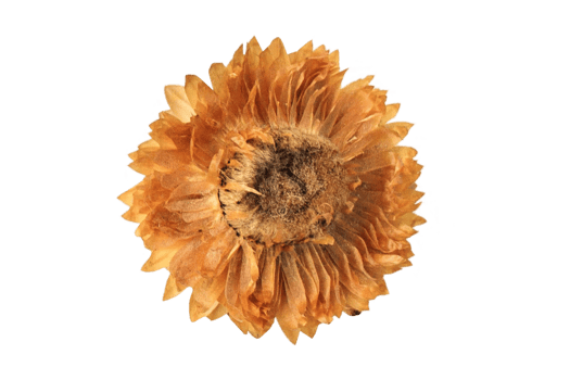 Orange flower isolated on a transparent background png