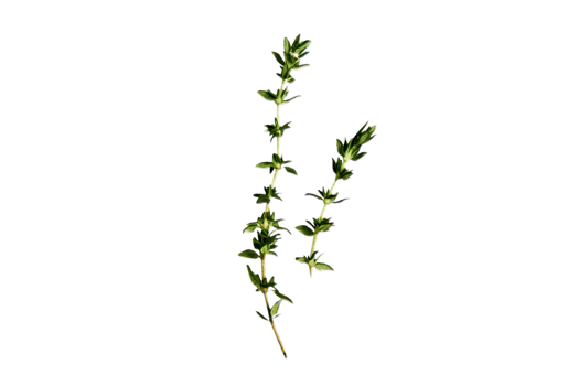 Condiments thyme isolated on a transparent background png