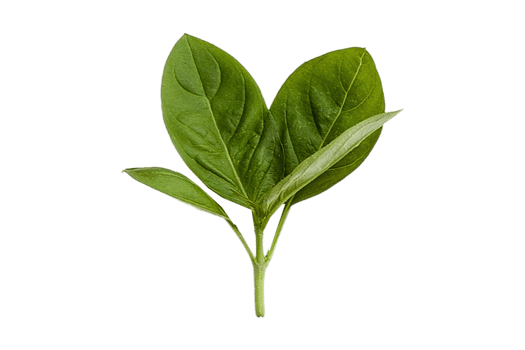 Fresh basil isolated on a transparent background png