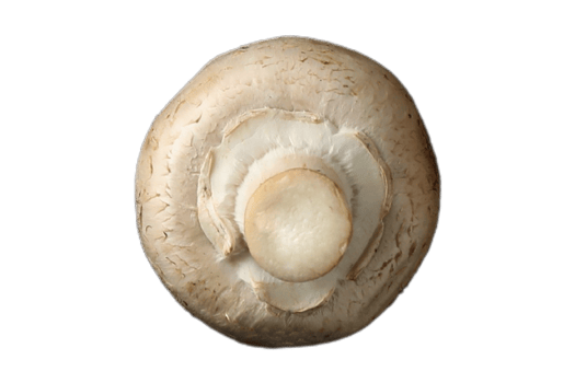 Mushroom isolated on a transparent background png