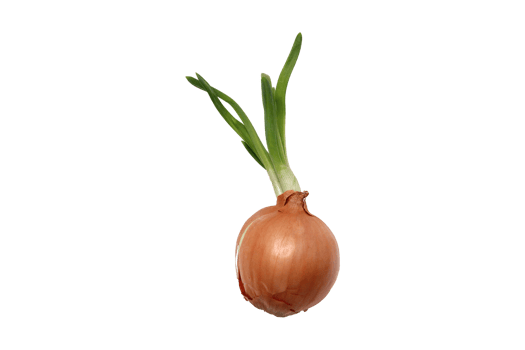 Fresh onion isolated on a transparent background png