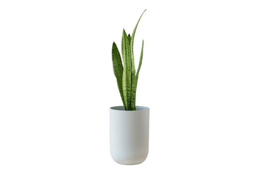 White vase with green plant isolated on a transparent background png