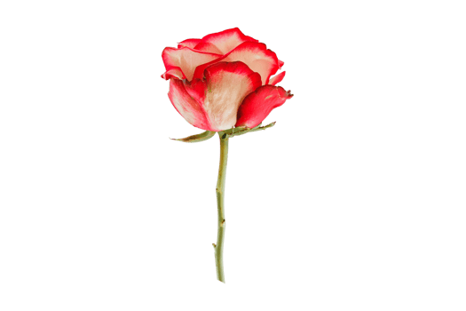 Red flower isolated on a transparent background png