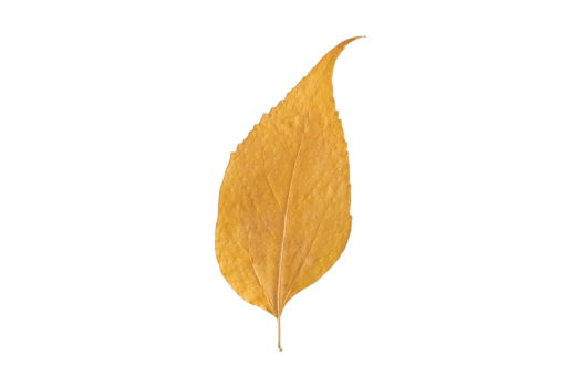 Yellow leaf isolated on a transparent background png