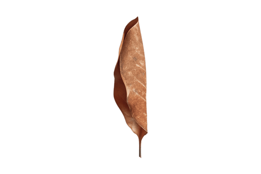 Dried leaf isolated on a transparent background png