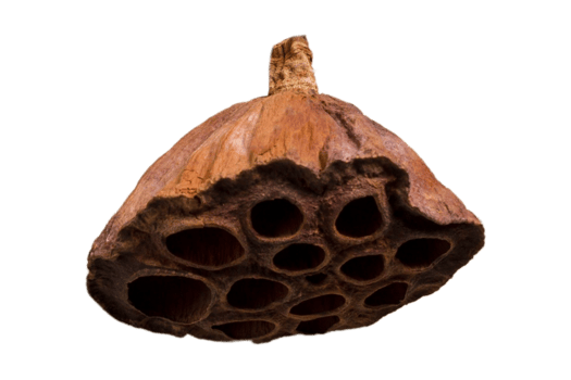Dried flower isolated on a transparent background png