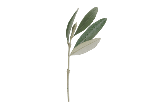 Green olive branch isolated on a transparent background png