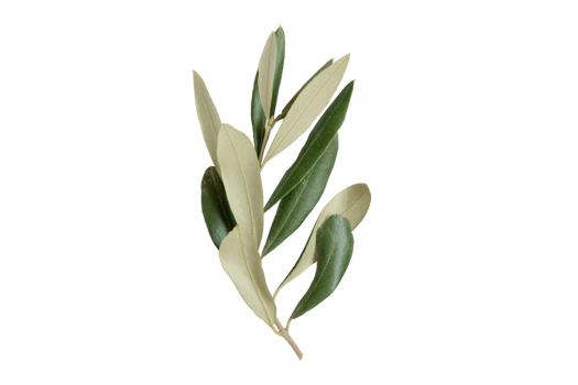 Green olive branch isolated on a transparent background png