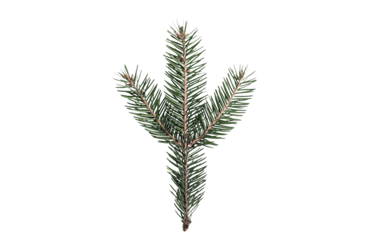 Green chrismas leaves isolated on a transparent background png