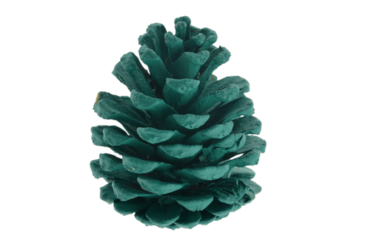 Green pine cone isolated on a transparent background png