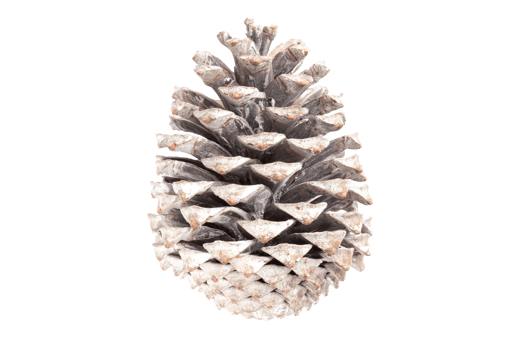 White christmas pine cone isolated on a transparent background png