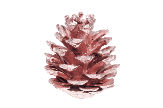 Pink pine cone isolated on a transparent background png
