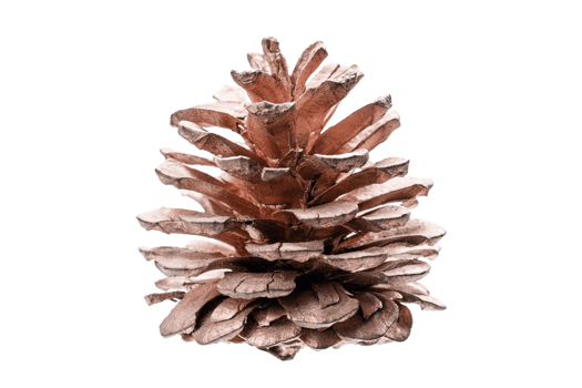 Pink pine cone isolated on a transparent background png
