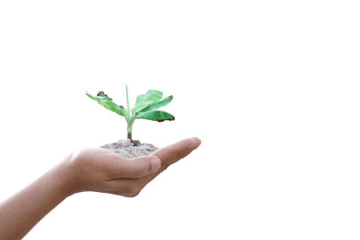 concept of saving the world tree in human hands png