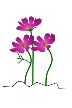 Beautiful Cosmos Flower With White Background. Vector illustration.