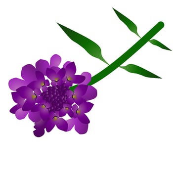 Beautiful Candytuft Flowers With White Background. Vector illustration.