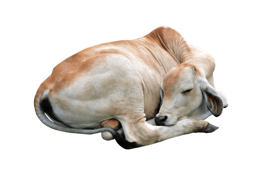 The calf is sleeping happily. png