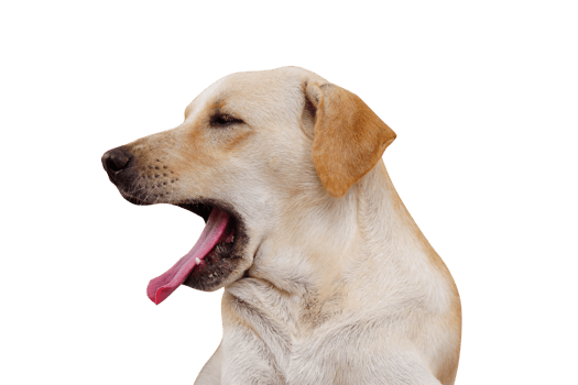 brown dog looking forward png