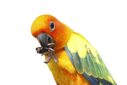 Parrot picking sunflower seeds png