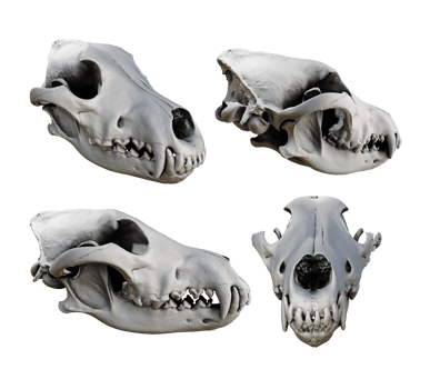 3d rendering of fossil wolf skull bones from various perspective view angles png