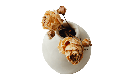 White flower vase and dried roses isolated on a transparent background png