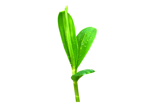 concept of saving the world green tree png