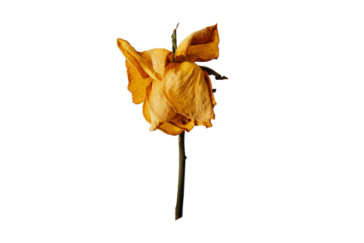 Yellow dried flower isolated on a transparent background png