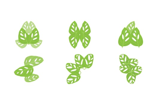 Monstera adansonii Leaf Logo, Green Plant Vector, Tree Vector, Rare Leaf Illustration vector