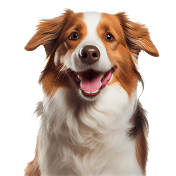 Happy dog. Smiling dog on transparent background. png