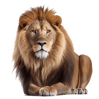 lion for decoration project on a transparent background png