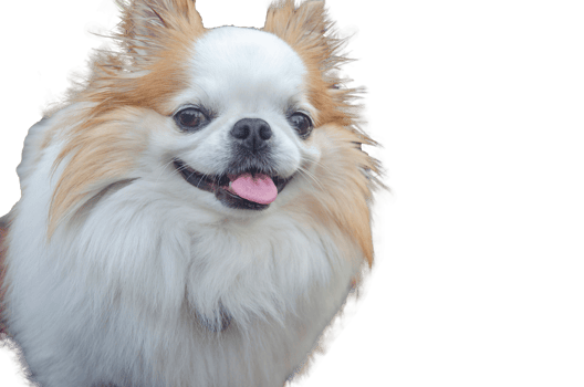 Cute chihuahua smiling face on a transparent background png