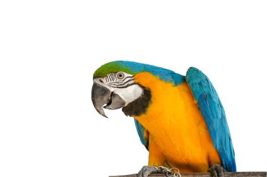 Pet. Colorful parrot standing on a wood on a transparent background png