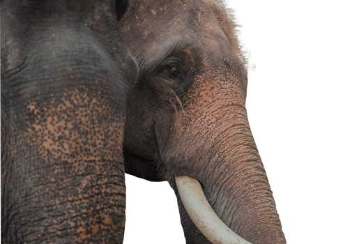 Close up view of an elephant's face from the side in Thailand. on a transparent background png