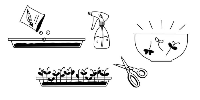Pea micro green growing in container infographics monochrome doodle vector outline illustration on white background. Pea sprouts, scissor, water sprayer black and white cartoon drawing.