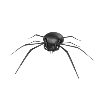spider isolated on transparent background png
