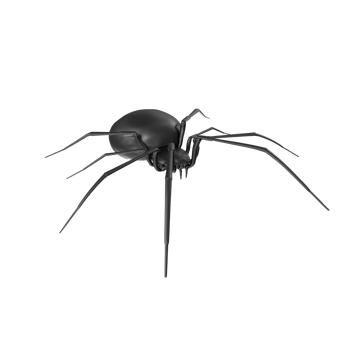 spider isolated on transparent background png